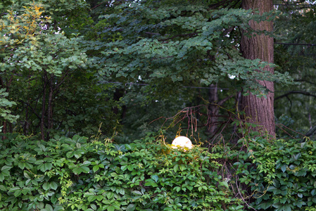 围栏, 在秋季完全缠绕野生葡萄。用树和路灯