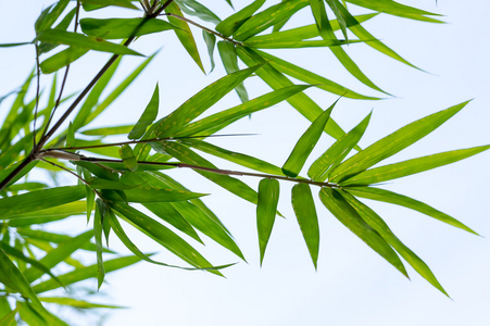 古风竹叶边框图片