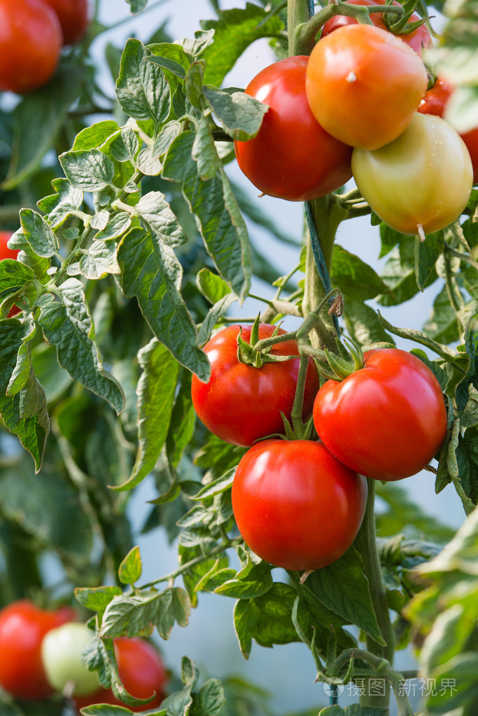 熟的西红柿