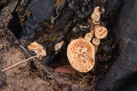 保护区内可食用的蘑菇。雨后的蘑菇被砍伐的树。树桩上的菌丝