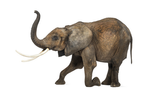 执行的孤立的非洲大象的下跪，侧面图
