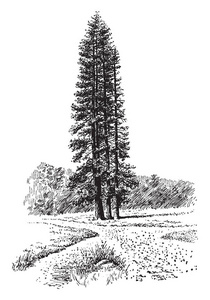 黄松松也被称为黄松树, 发生在北美洲西部。最高的树是232英尺, 最古老的树是600年, 复古线条画或雕刻插图