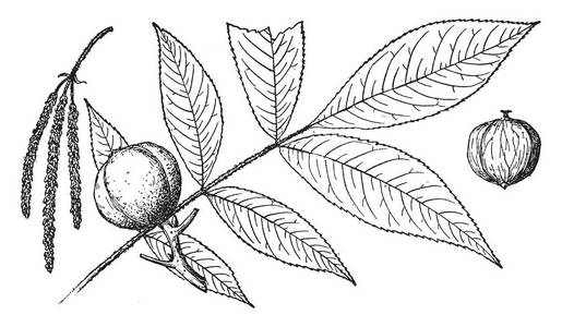 Hicoria 草树的树枝花和果实的图片, 复古线条画或雕刻插图