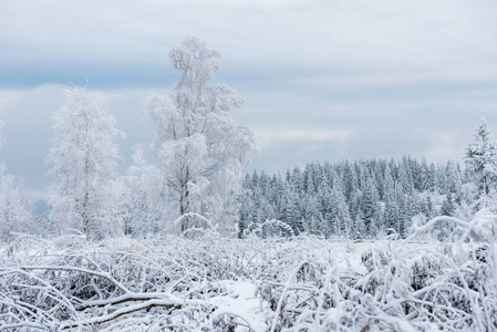 冬天的树木覆盖着霜霜和雪。