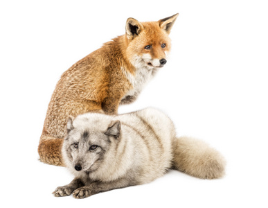 红狐狸 狐狸狐狸 坐和北极狐狸，狐狸蓝狐