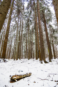 雪白的风景和可爱的蓬松的白雪。覆盖着积雪的树木。山上雪白的童话故事。雪路