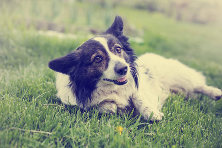 可爱的边境牧羊犬狗放松在公园特写视图