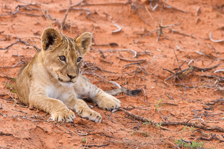 喀拉哈里沙漠的沙子上小美丽的狮子