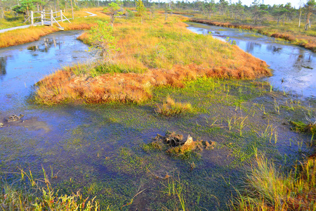 大沼泽湿地 Kemeri 国家公园, 拉脱维亚. 旅行概念