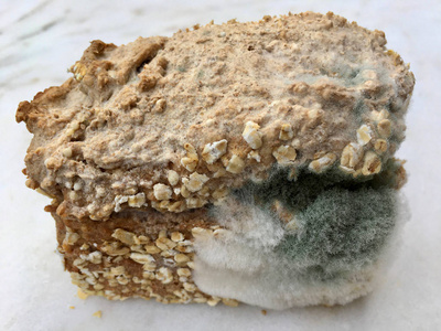 全麦面包详细一片全麦面包, 长满了食物霉菌的特写照片