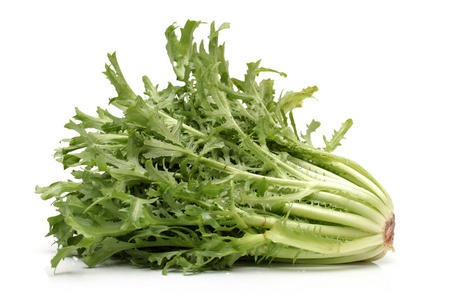 苣荬菜在白色背景上普通母猪()手与杂草的花园绿色蓟植物新鲜的沙拉