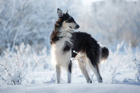 黑白狩猎狗站在雪地上的白色和蓝色的冬季背景