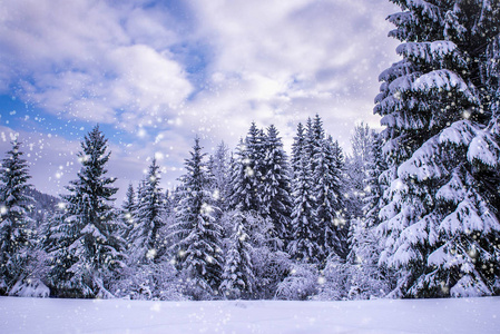 圣诞节的冬季景观, 云杉和松树覆盖着积雪的山路
