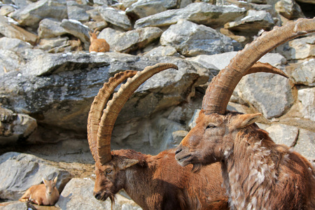 steinbock，高山 ibex