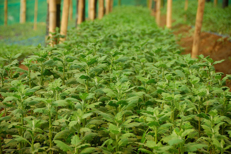 年轻的种子菊花植物温室内