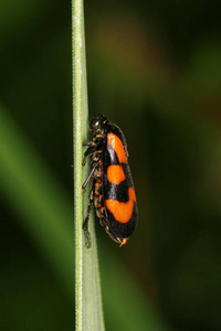 Cercopis vulnerata 草