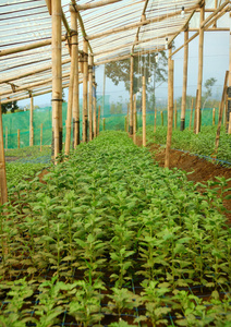 年轻的种子菊花植物温室内