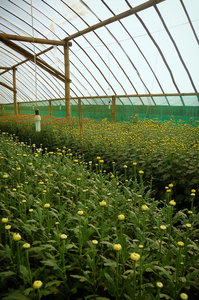 温室内的菊花农场