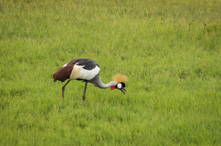 肯尼亚马赛马拉公园的丹顶鹤