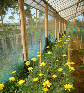 温室内的菊花农场