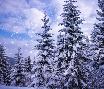 圣诞节的冬季景观, 云杉和松树覆盖着积雪的山路