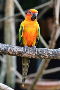 sun conure 鹦鹉