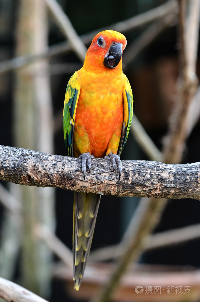 sun conure 鹦鹉照片-正版商用图片06aqax-摄图新视界