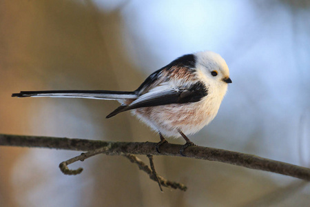 长尾巴的鸟图片