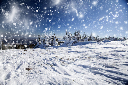 雪盖的松树林