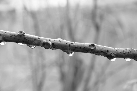 星级醋栗花园里的星醋栗树枝上的水滴, 单色的色调照片