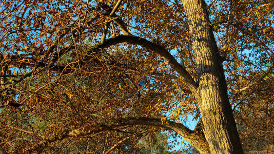 秋天的树木对天空美丽的自然秋天