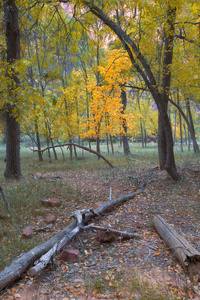 变窄和河在锡安国家公园锡安，美国的秋天