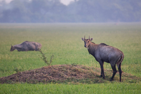 男 Nilgai Boselaphus tragocamelus 站在其中加纳