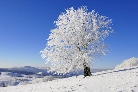 山毛榉 sylvatica 树在雪风景, 冬天季节