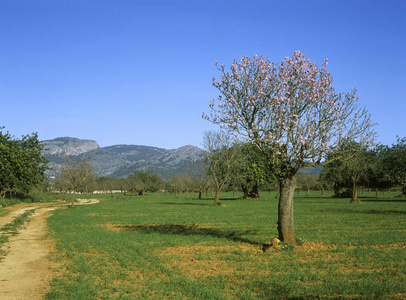 马略卡岛 Baleares 西班牙春天的杏仁树开花