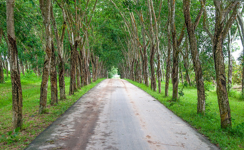 沿橡胶花园路