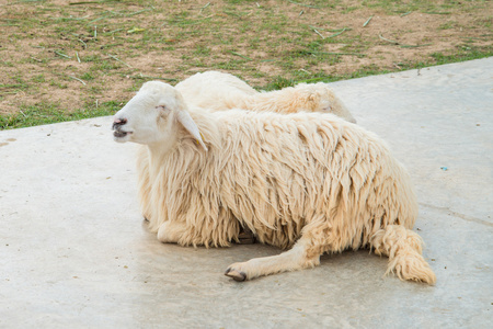 白色的长毛羊