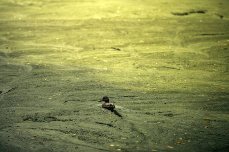 生态学和环境, 鸭子在沼泽