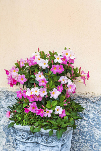 粉红色的 Mandevilla, Rocktrumpet 在街上的石头壶里的花朵