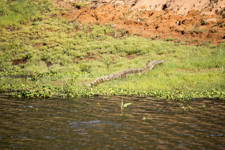 马达加斯加鳄鱼, 鳄罗非鱼猴原产于, 湖保留在 Ankarana, 马达加斯加