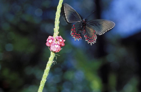 飞蝶 Parides 哥斯达黎加