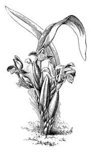 这是一朵名叫 Maxillaria Houtteana 的花的形象, 这朵花在危地马拉和委内瑞拉被发现。这朵花是2英寸, 这朵花