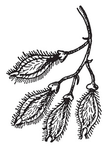 图片显示的水果, 或萨马拉, 翅榆树, 也称为榆阿拉塔, 复古线条画或