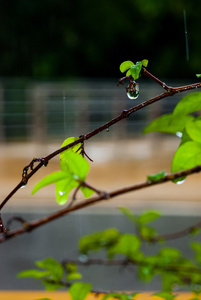 雨滴