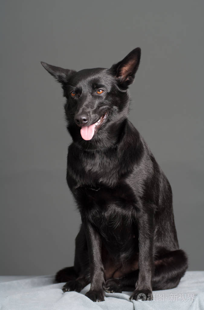 黑色澳大利亚kelpie在演播室