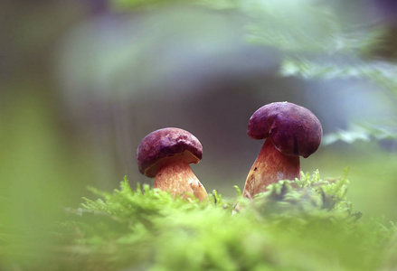 孩子们在秋天的森林里。一对小蘑菇生长在绿色的山丘上