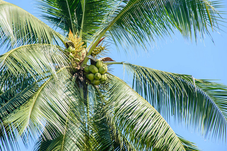 椰子椰树照片