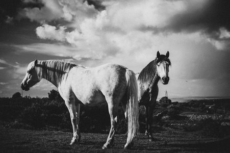 一匹白马, 爱尔兰