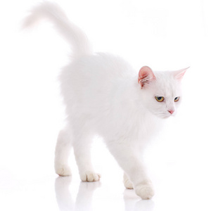 一只白猫走在桌子上.在白色背景上隔离照片