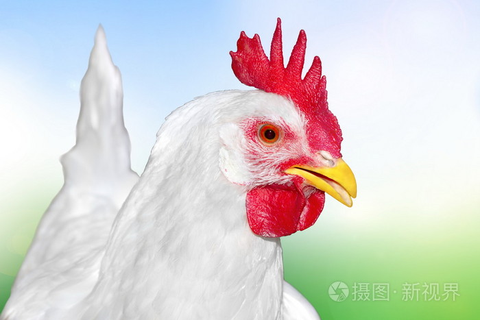 白羽鸡家禽的形象